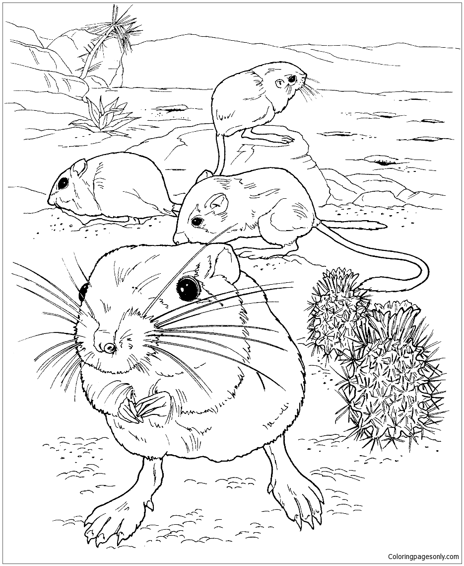 Download Giant Kangaroo Rats On The Desert Coloring Pages - Nature ...
