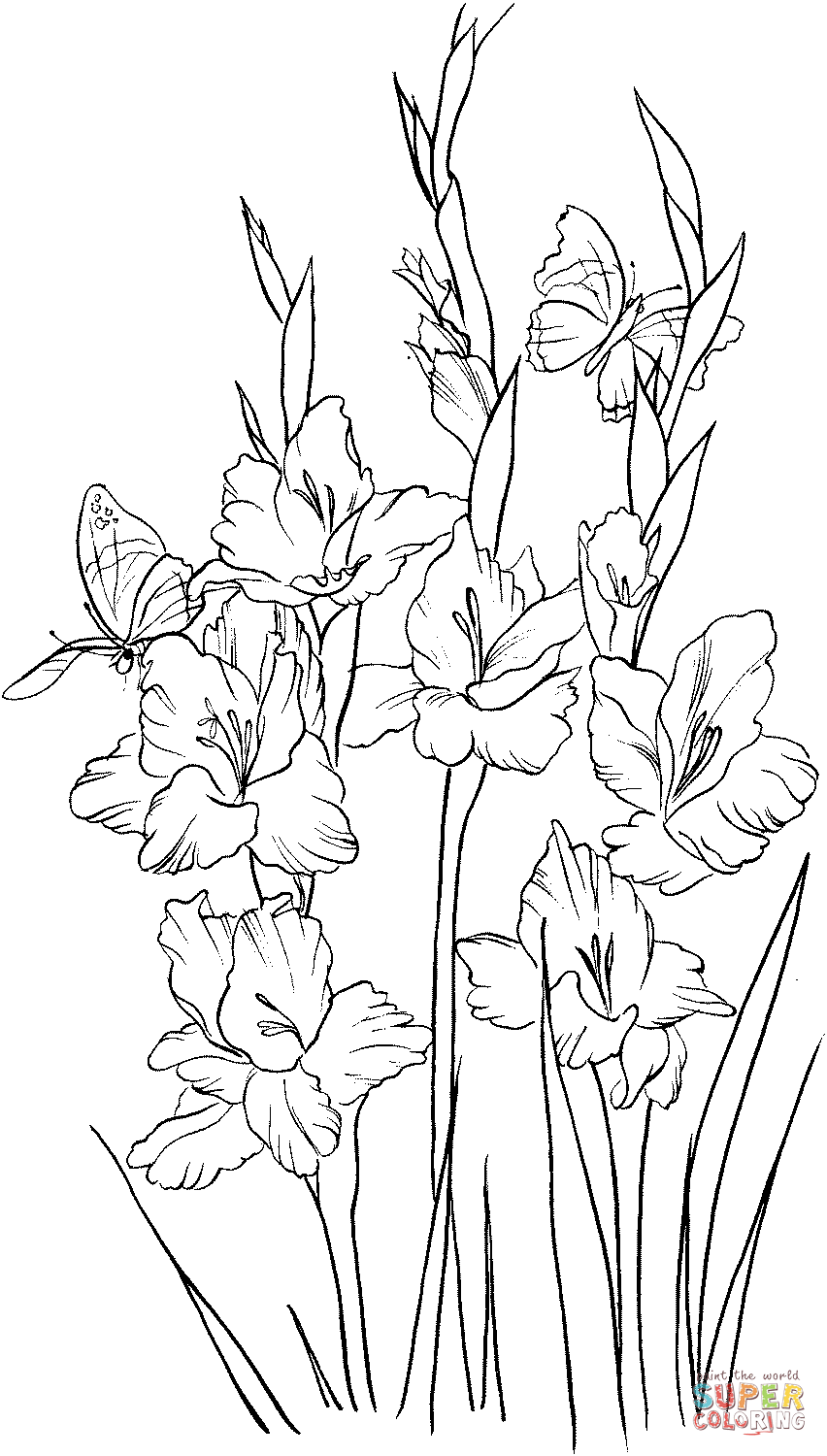 Gladiolus 2 aus Gladiolen