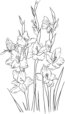 Gladiolus 2 Coloring Pages