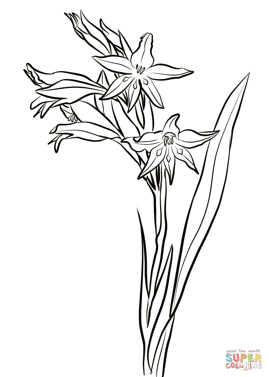 Gladiolus Cuspidatus Coloring Page