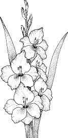 Gladiolus Coloring Page