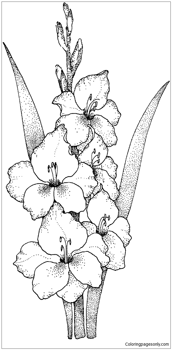 Gladiolus Coloring Pages