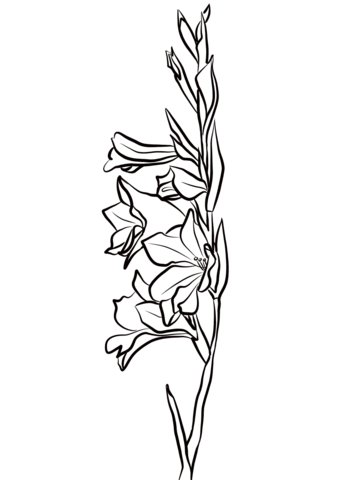 Gladiolus Coloring Page