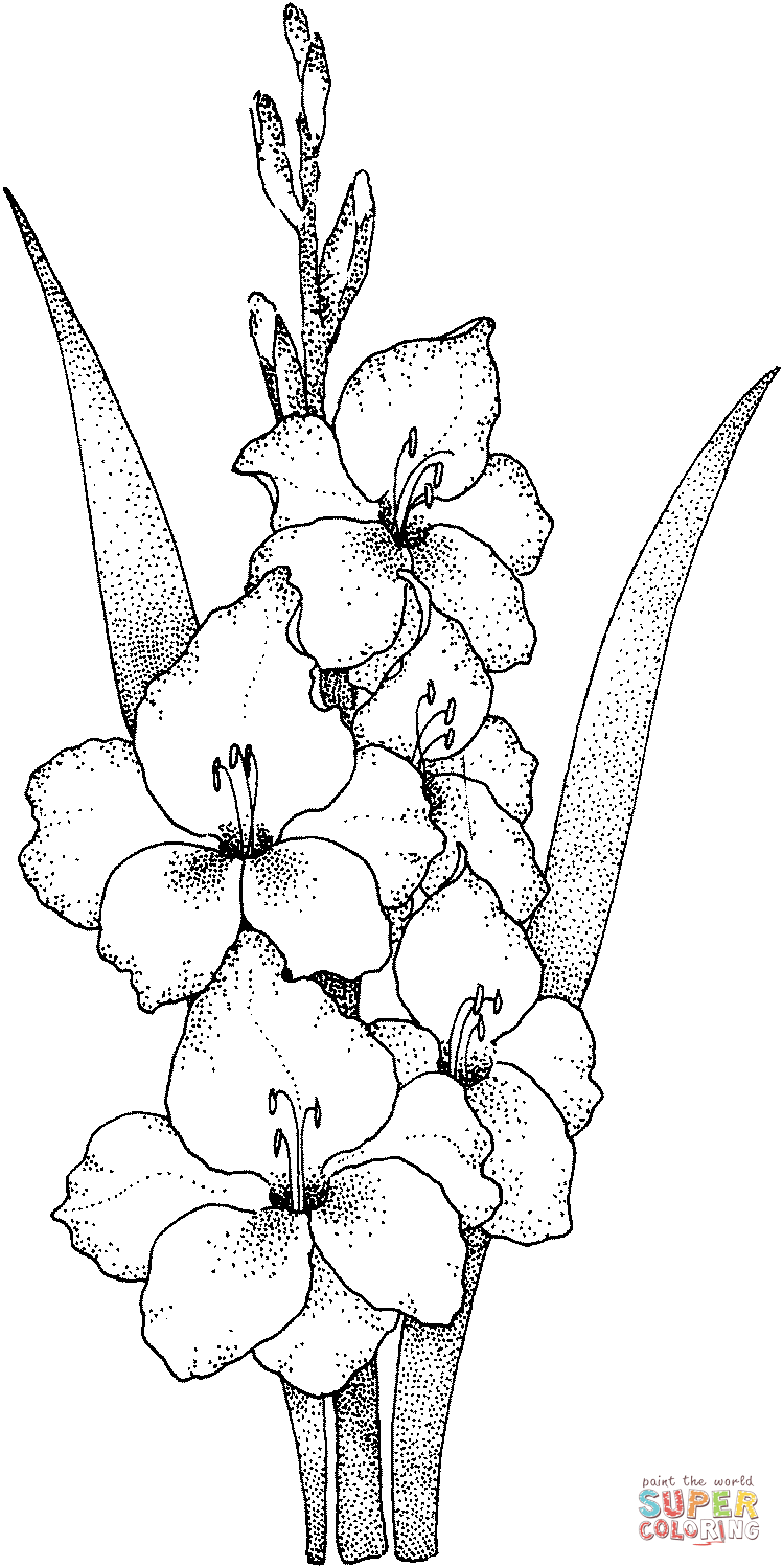 Gladiolen aus Gladiolen