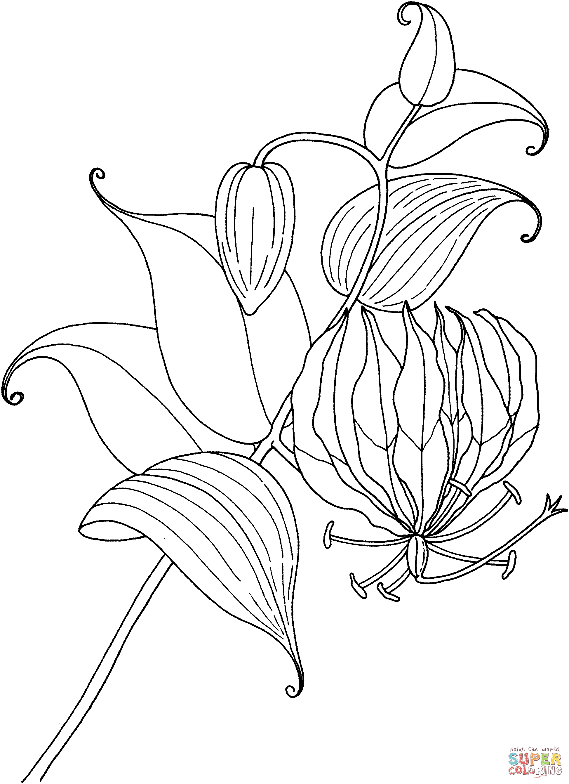 Gloriosa Rothschildiana ou Tropical Glory Lily de Lírios