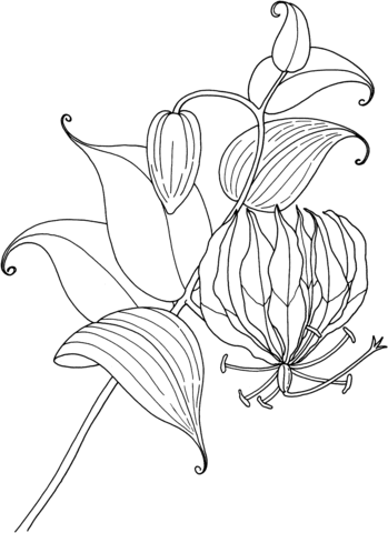 Gloriosa Rothschildiana or Tropical Glory Lily Coloring Pages