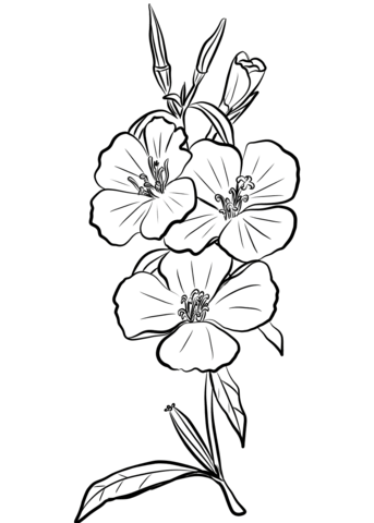 Godetia Rubicunda ‘Farewell to Spring’ Coloring Pages