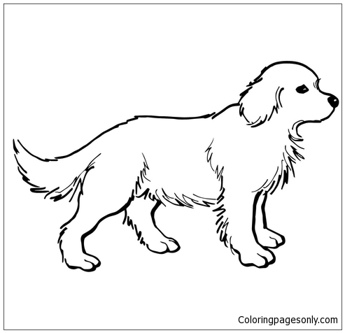 Golden Retriever-puppy van honden