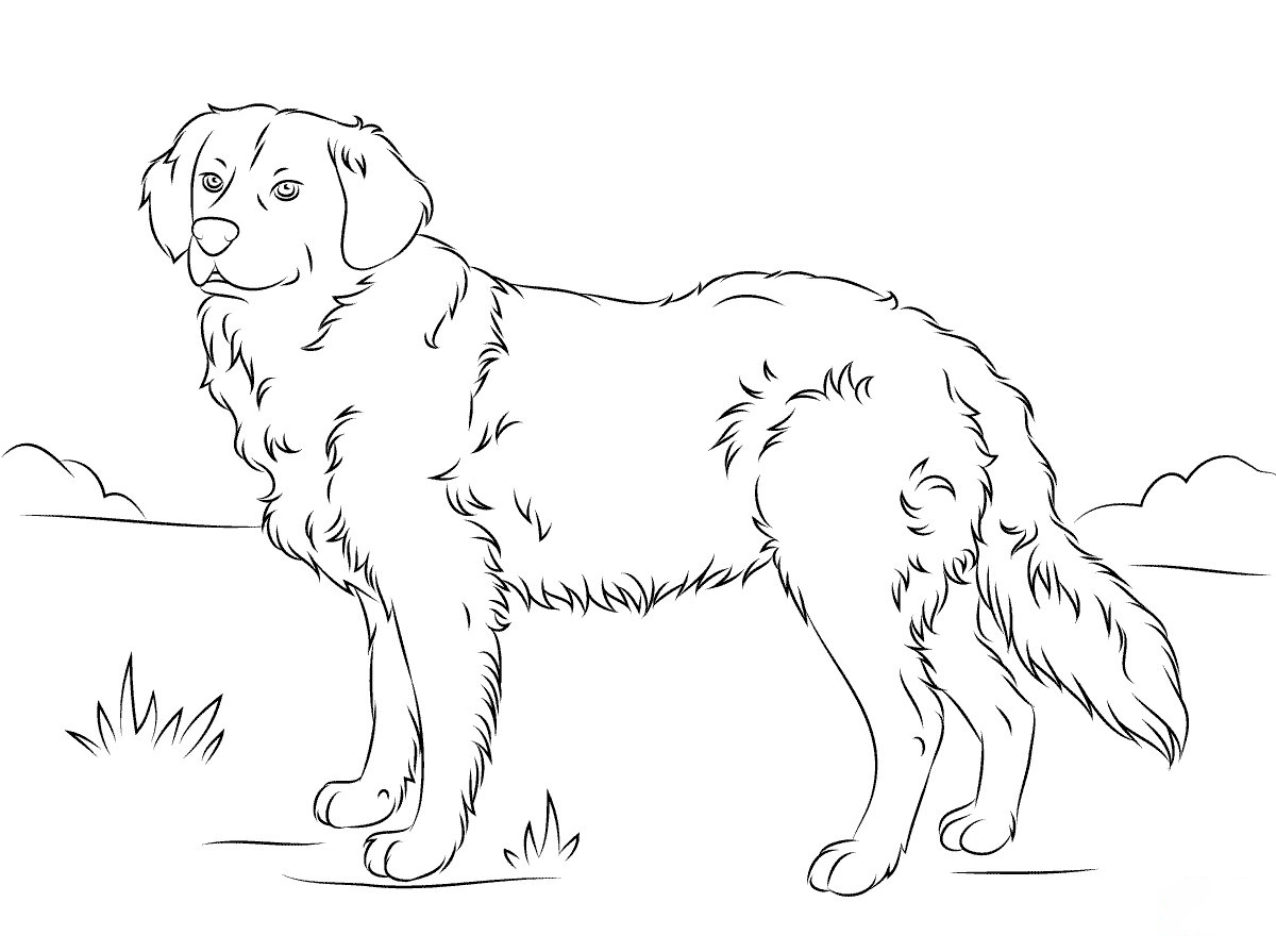 Golden Retriever Coloring Pages