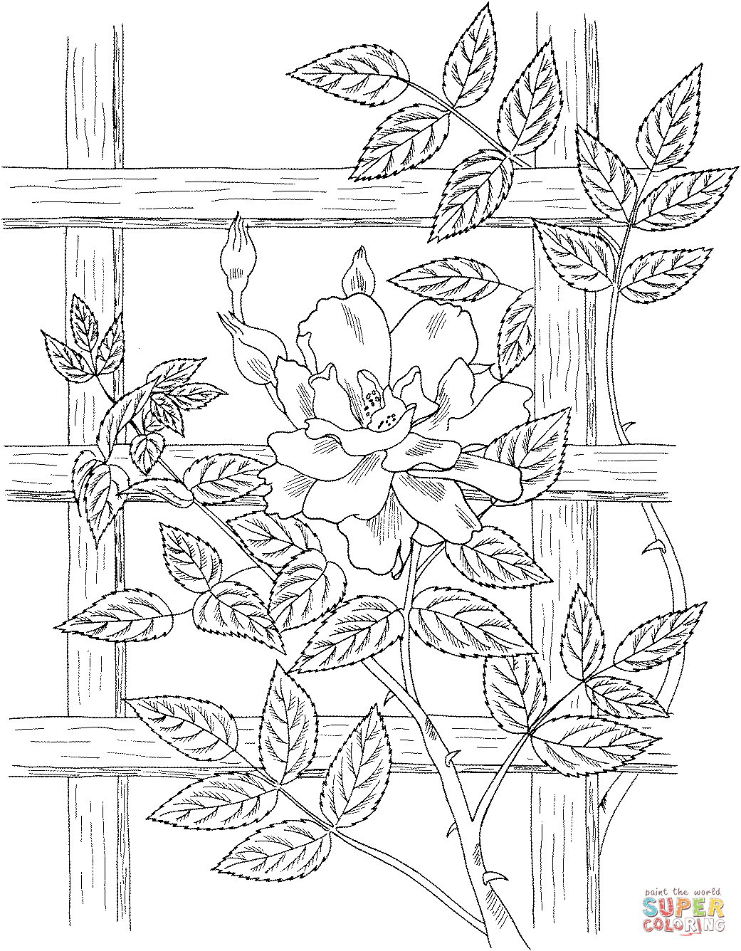 Golden Showers Climbing Rose Coloring Pages