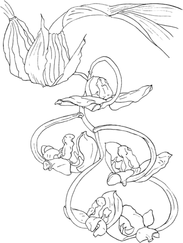 Gongora Galeata Var Luteola Orchid Coloring Pages