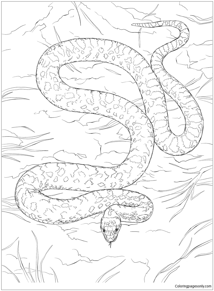 Serpent Gopher des déserts