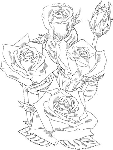 Grandiflora Prominent Bush Roses Coloring Pages
