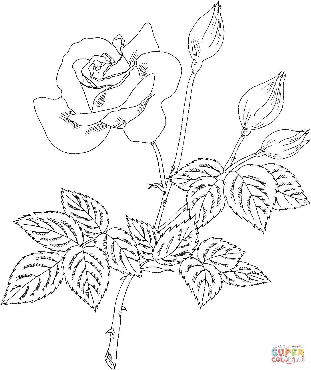 Grandiflora Rose 'Cherry Vanilla' Coloring Pages