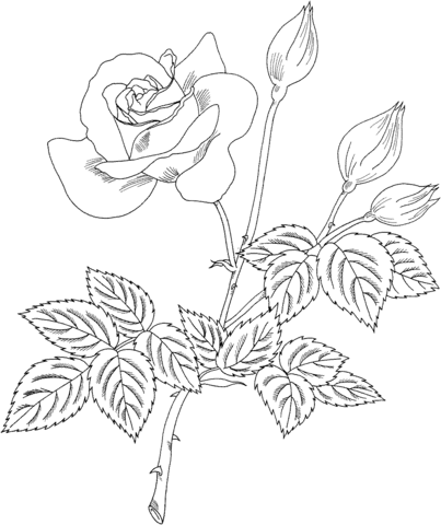 Grandiflora Rose ‘Cherry Vanilla’ Coloring Page