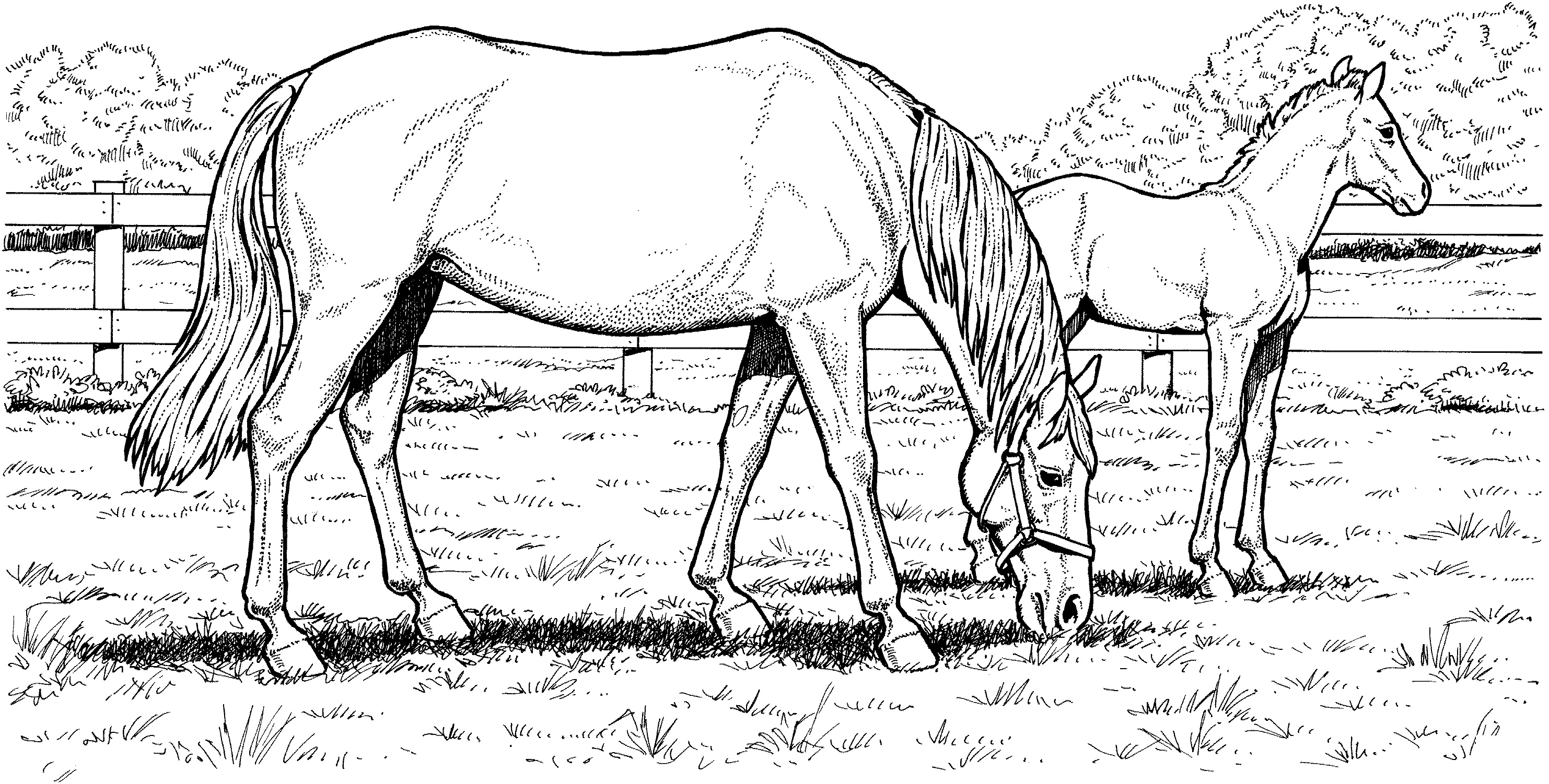 Картинка лошадь раскраска