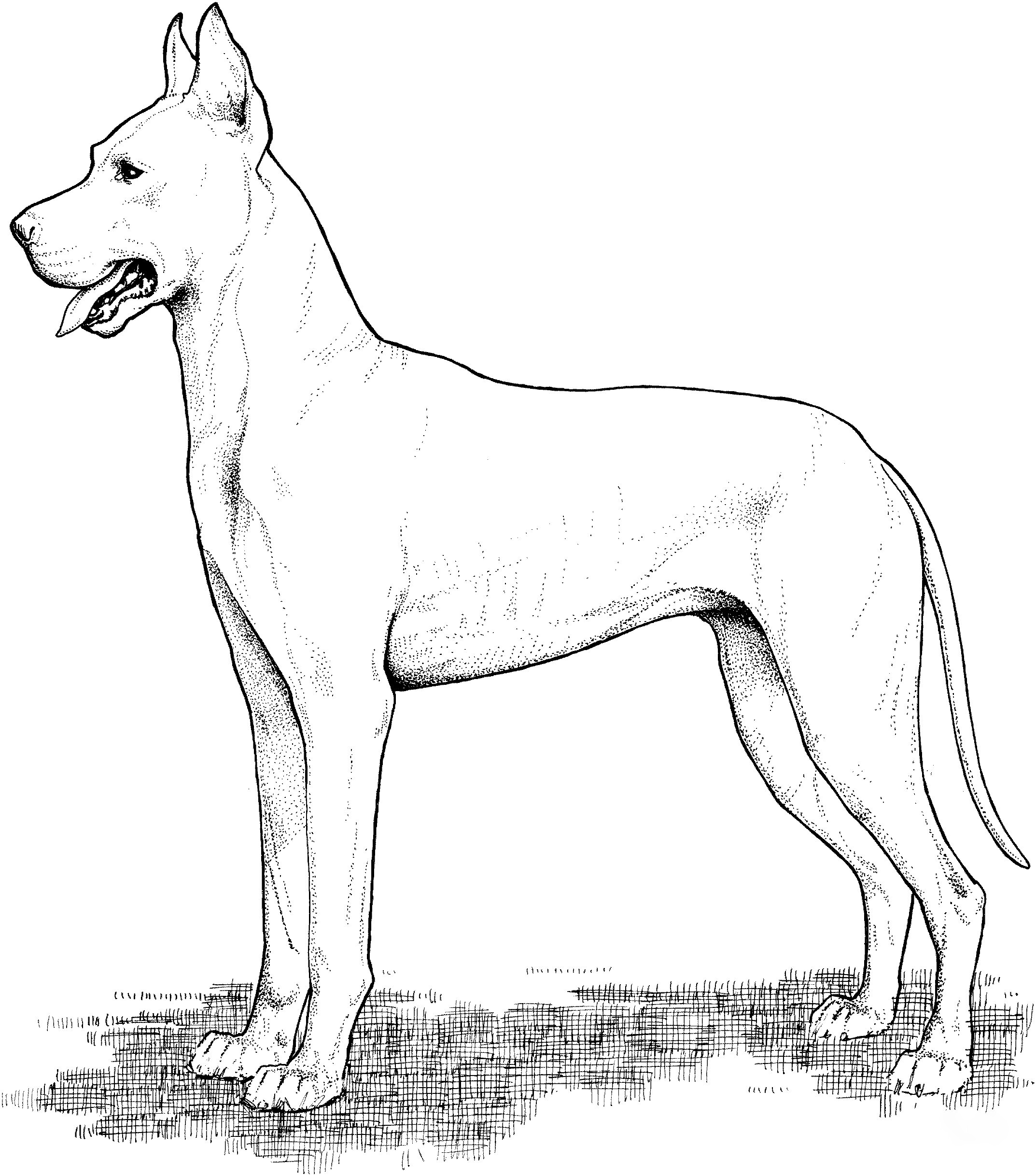 Great Dane Coloring Pages