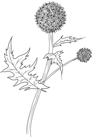 Great Globe Thistle or Pale Globe Thistle Coloring Pages