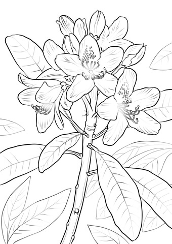 Great Laurel Coloring Pages