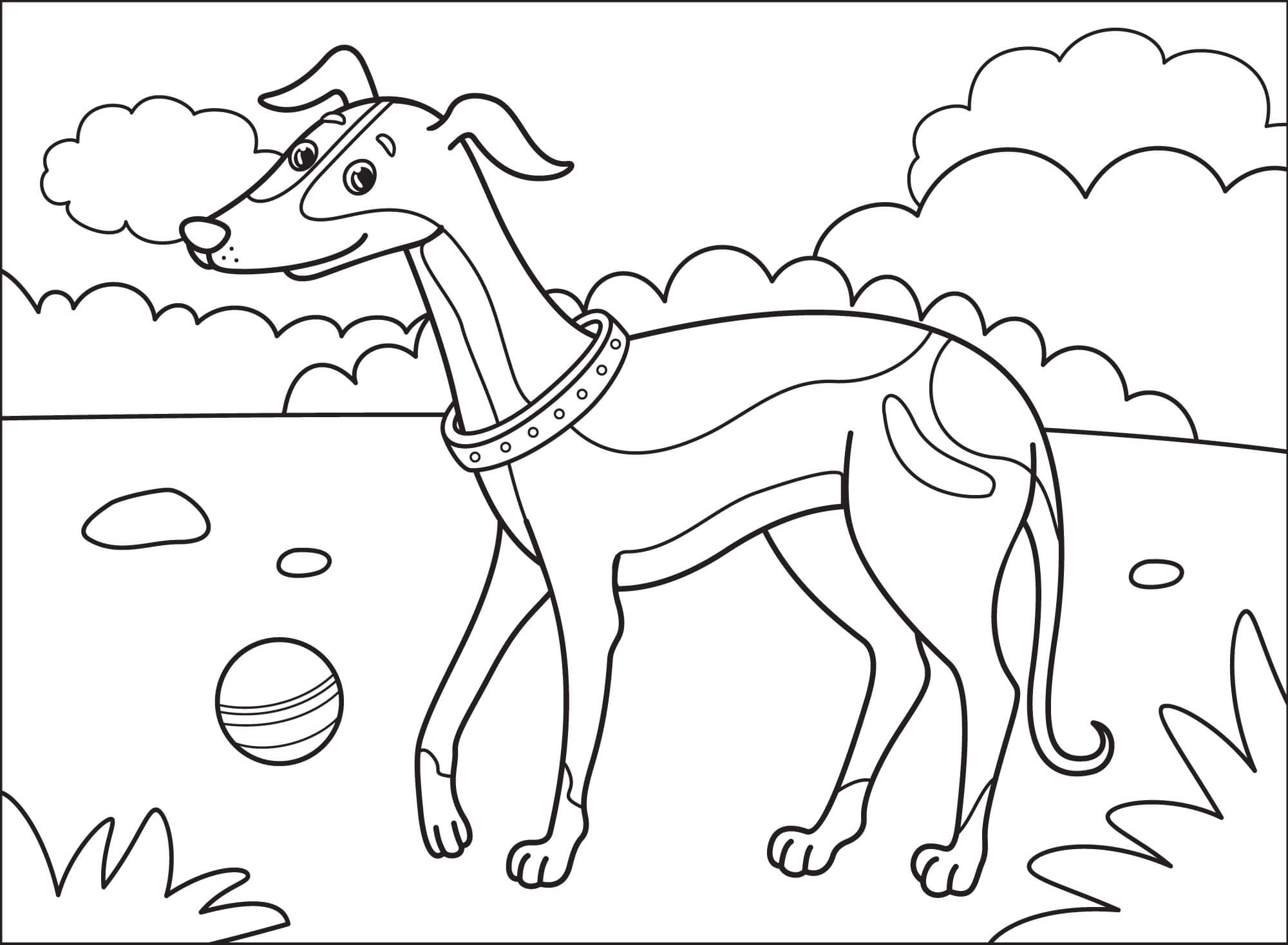 Greyhound Coloring Page