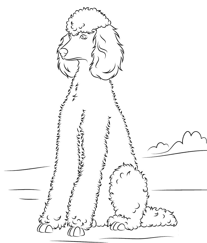 Grooming Poodle Coloring Page