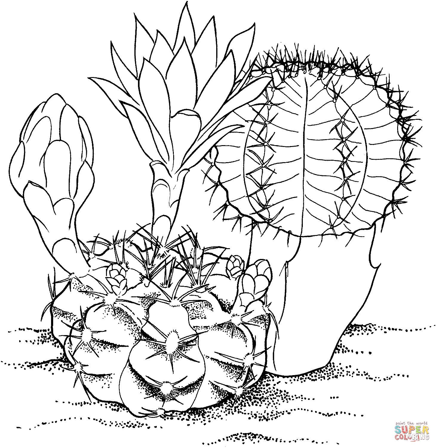 Gymnocalycium Mihanovichii 'Hibotan' Cactus Coloring Pages