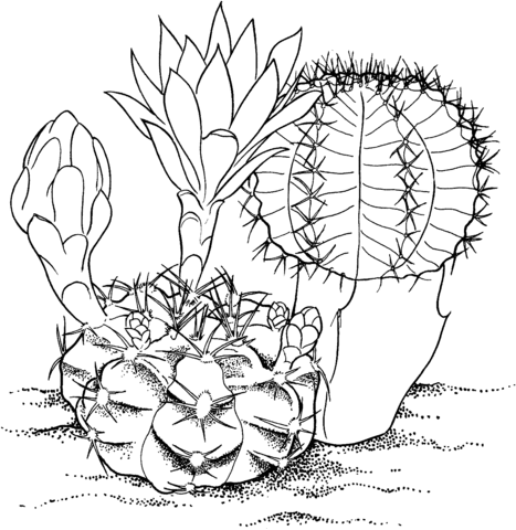 Gymnocalycium mihanovichii ‘Hibotan’ cactus Coloring Page