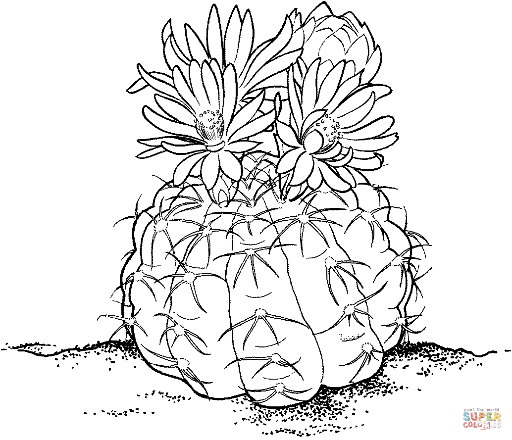 Gymnocalycium ou Chin Cactus de Cactus