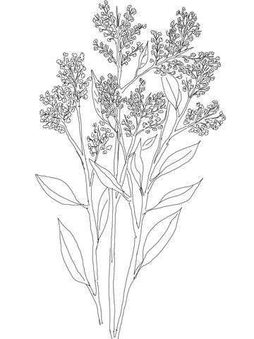 Gypsophila or Baby’s Breath Coloring Pages