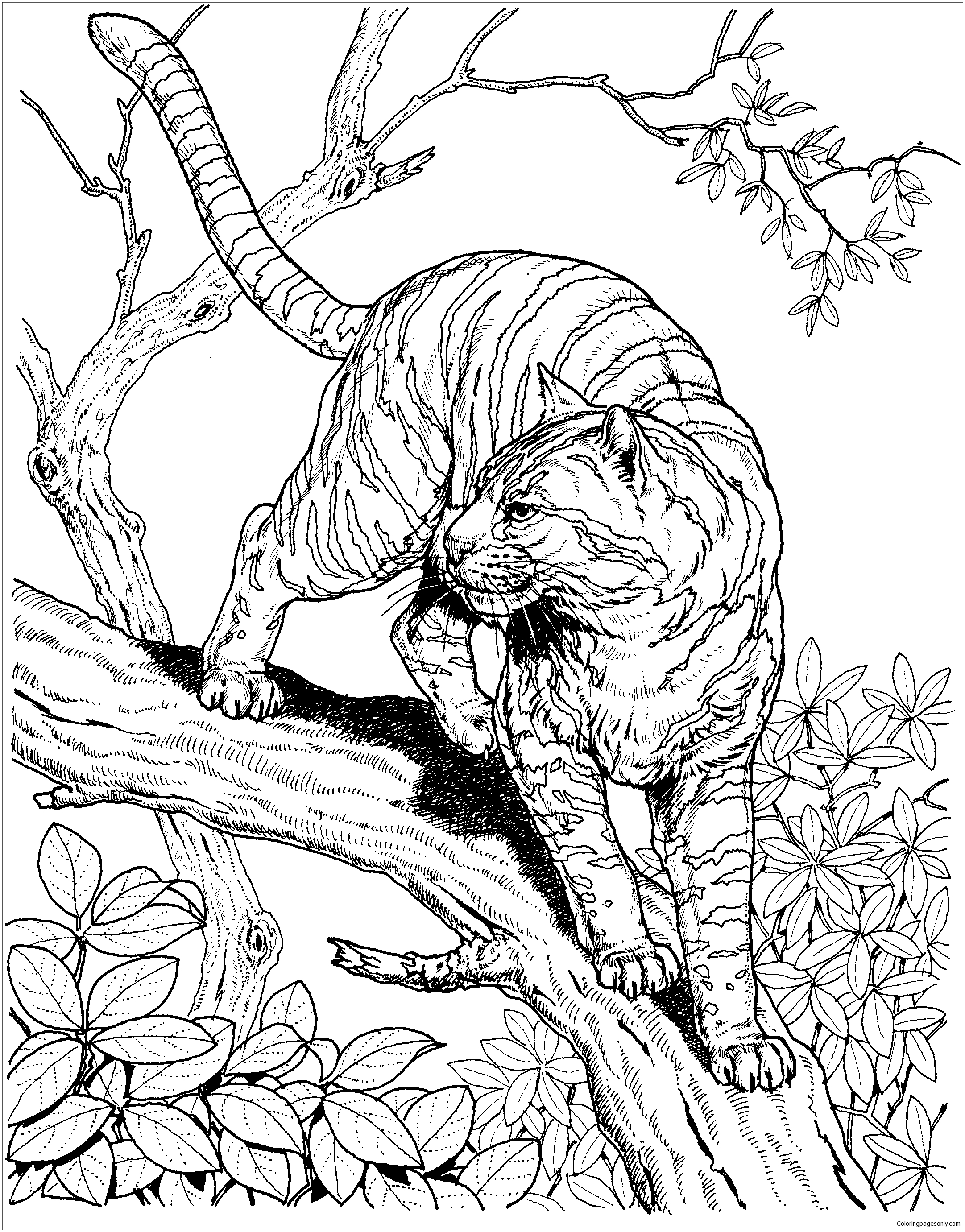 Hard Animal 2 Coloring Pages - Hard Coloring Pages - Coloring Pages For
