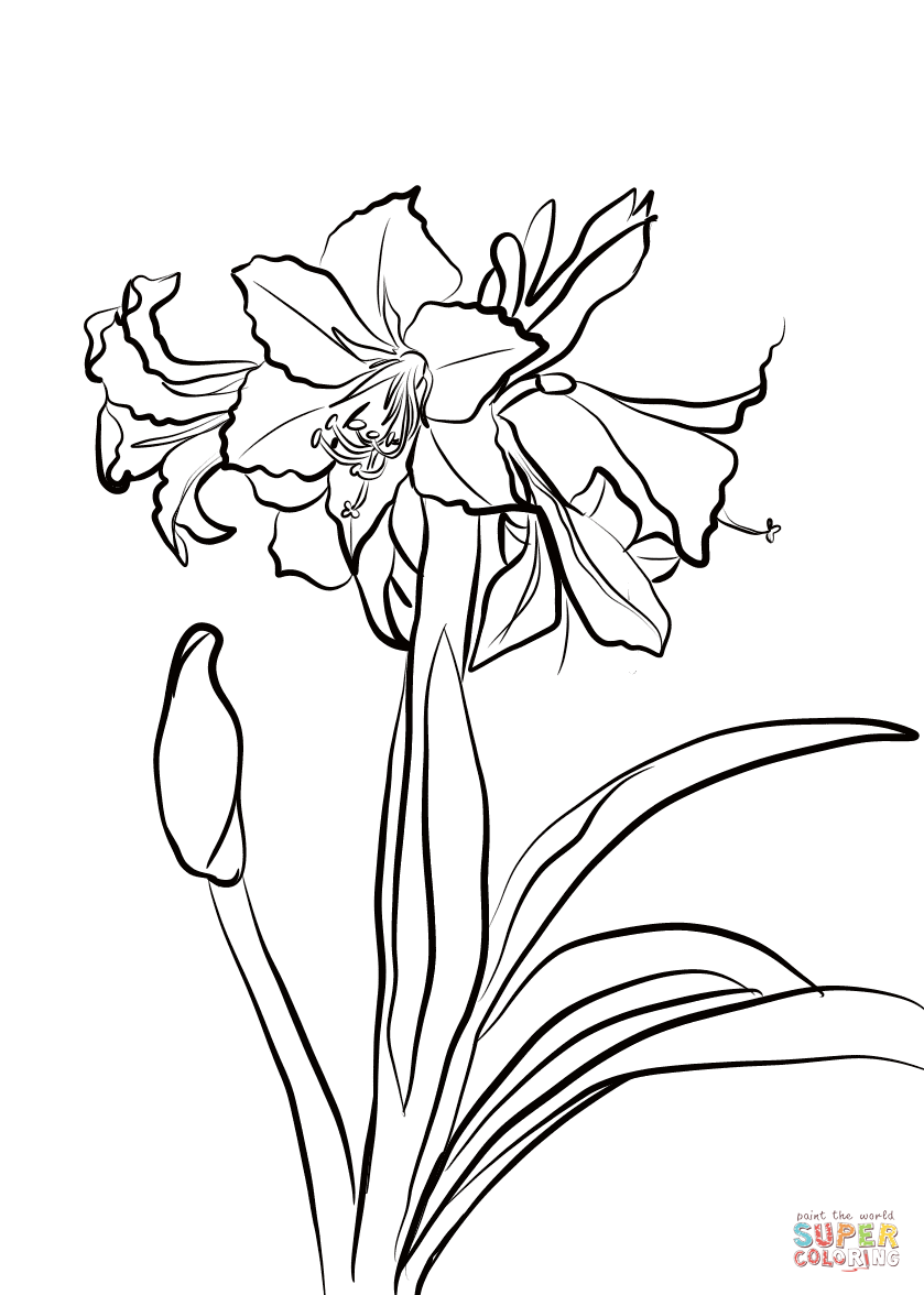Amaryllis rustique d'Amaryllis