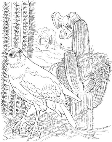 Harris’s Hawk in Saguaro Forest Coloring Pages