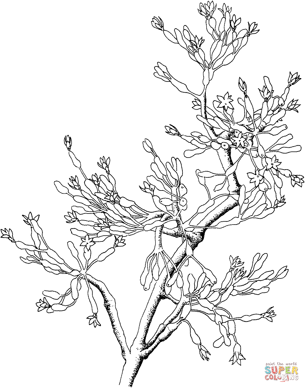 Hatiora Or Eastern Cactus Coloring Pages