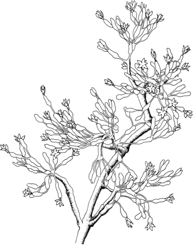 Hatiora or Eastern Cactus Coloring Pages