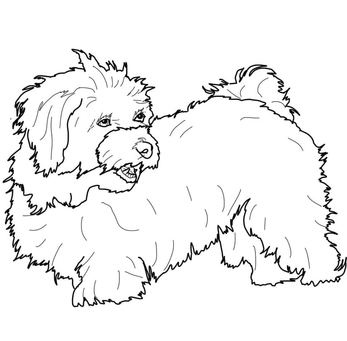 Havanese Coloring Page