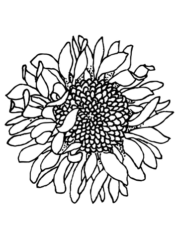 Head of Sunflower Coloring Page