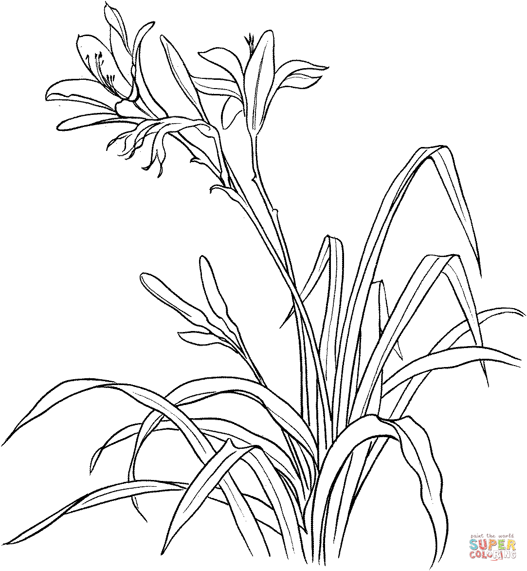 Hemerocallis Spp Or Day Lily Coloring Pages