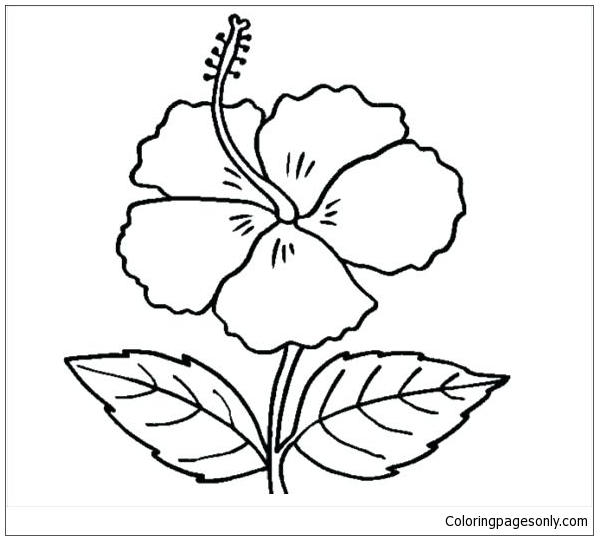 Hibiscusbloem van Hibiscus