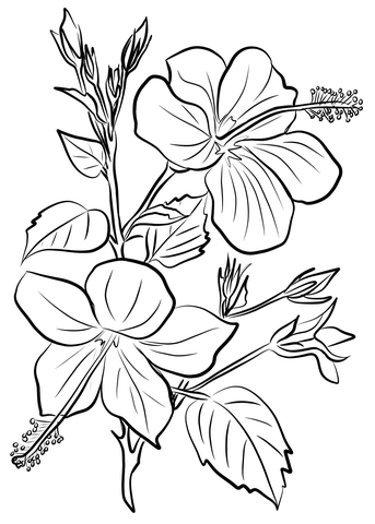 Hibiscus Coloring Page