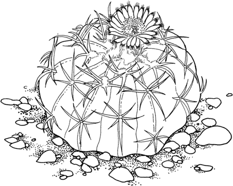 Homalocephala Texensis or Horse Crippler Cactus Coloring Pages