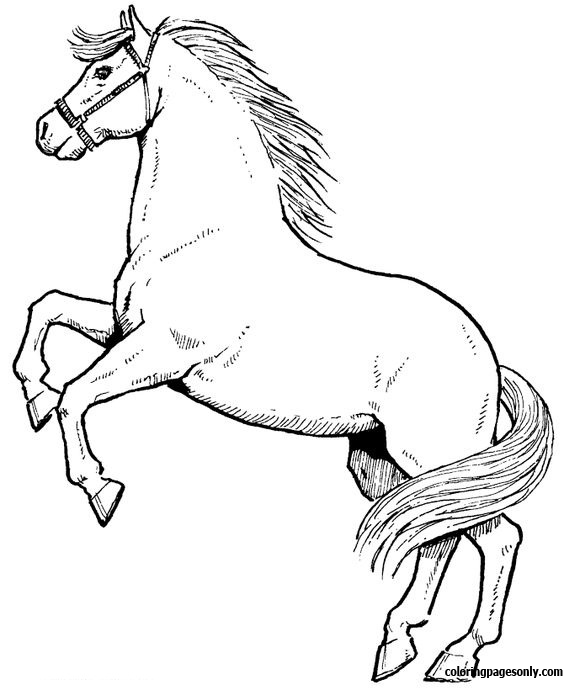 Horse Jumping Coloring Page Free Printable Coloring Pages
