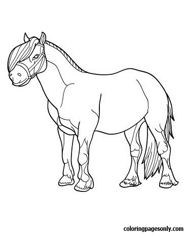 Imagem de cavalo de cavalo