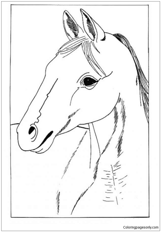 Paardenportret van paard