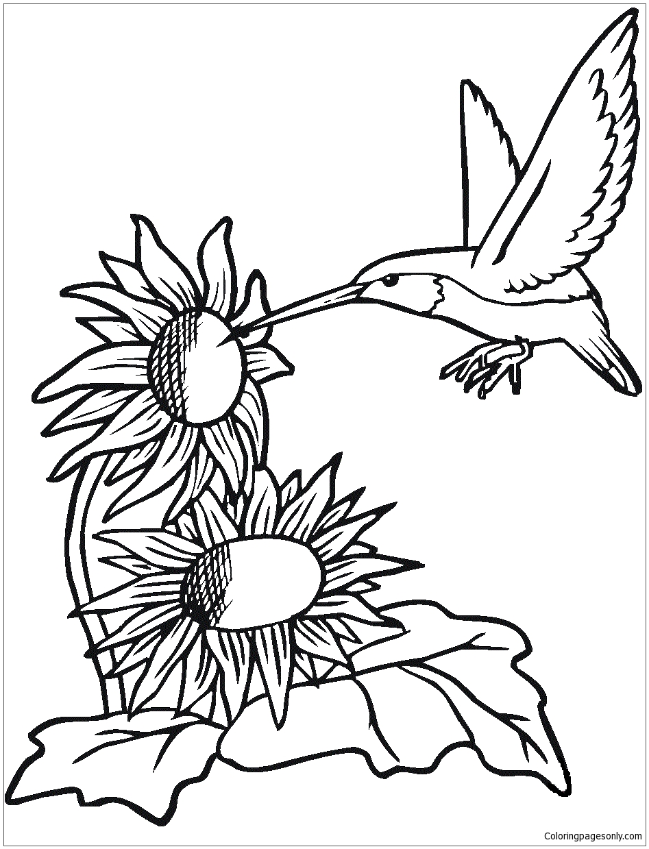 Hummingbird With Sunflowers Coloring Pages