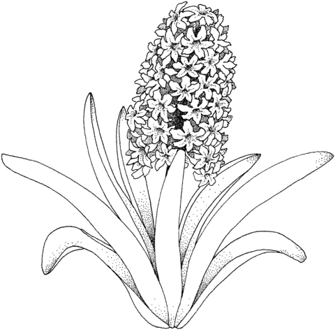 Hyacinth flower Coloring Pages