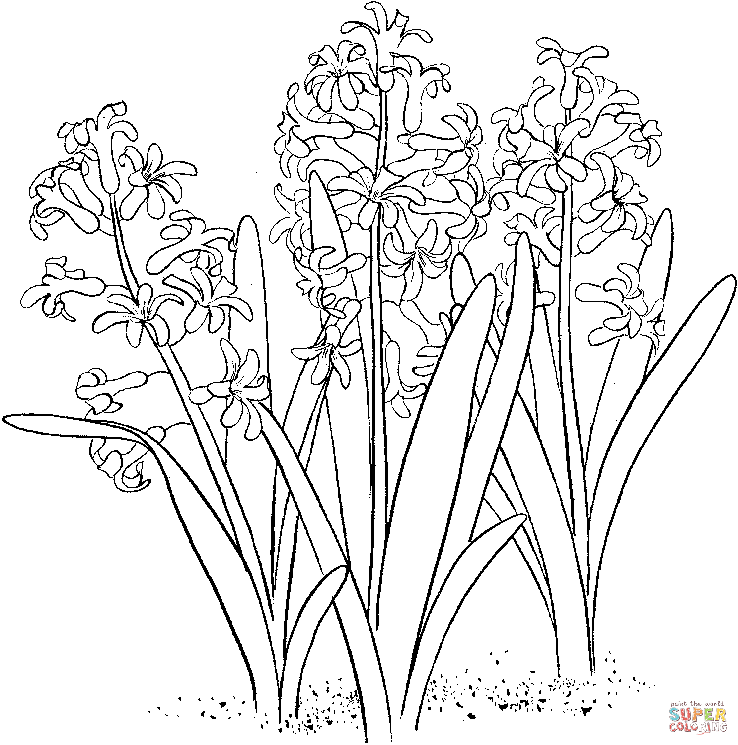 Hyacinthus orientalis o jacinto de jardín común de Hyacinthus