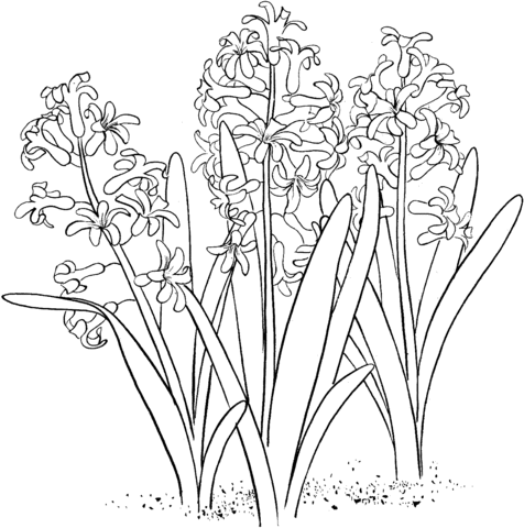 Hyacinthus orientalis or common garden hyacinth Coloring Page