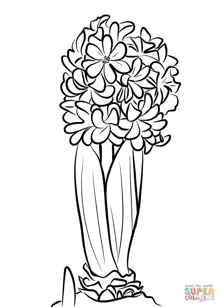 Hyacinthus von Hyacinthus