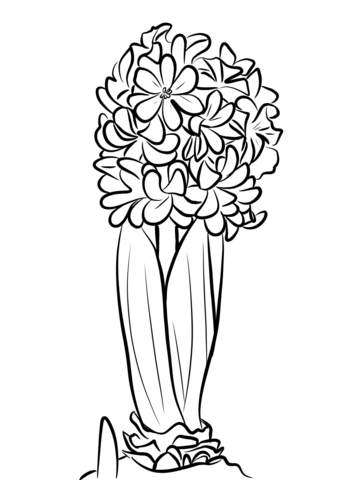 Hyacinthus Coloring Page