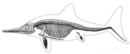 Scheletro di ittiosauro da colorare